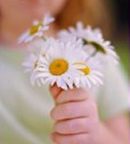 Dandelions