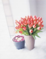 Vased Dutch Tulips Vased Dutch Tulips