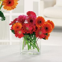 Gerbera Cube Arrangement Gerbera Cube Arrangement