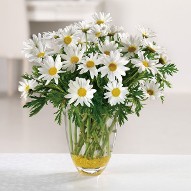 Marguerite Daisies Vase Arrangement