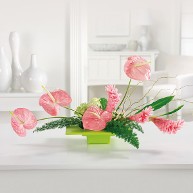 Lovely Pink Tropicals Lovely Pink Tropicals