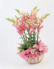 Snapdragons and Assorted Miniatures in a Basket Snapdragons and Assorted Miniatures in a Basket