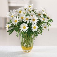 Dazzling Daisy Get Well Vase Dazzling Daisy Get Well Vase