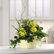 Get Well Dish Garden Get Well Dish Garden