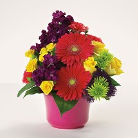 Bold and Bright Bold and Bright