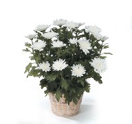Mum in a Basket