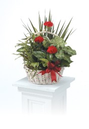 Red Carnations in a Garden Basket