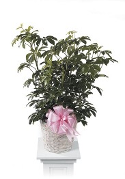 Sheffalera in Basket