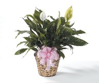 Spathe Lily in a Basket
