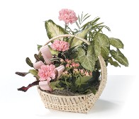 Garden in a Basket with Carnations and Kalancho