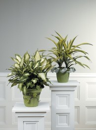 Variegated Pothos and Corn Plant Stalks in Planter