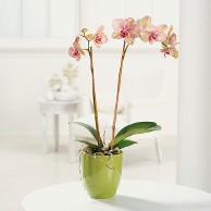 Orchid Plant in Ceramic