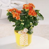Begonia