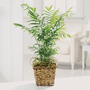 Palm in Basket