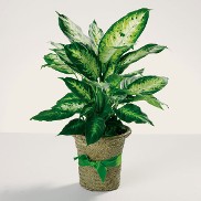 Dieffenbachia in Basket