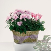 Blooming Duo Plants