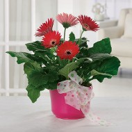 Gerbera Daisy Plant