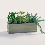 Succulents in a Planter