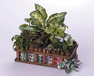 Woodland Garden