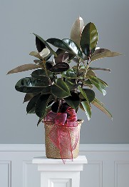 Rubber Plant in a Basket
