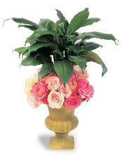 Funeral Rose Plant Arrangement
