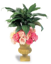 Funeral Rose Plant Arrangement