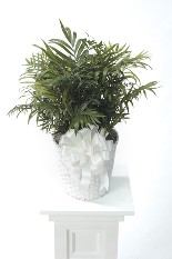 Palm in a Basket w/ Fancy Bow