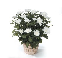 Mum in Basket