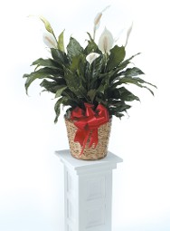 Spathe Lily in Basket