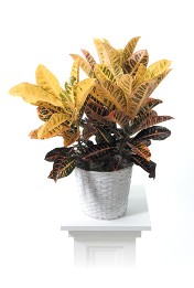 CTT46-11 Croton Plant