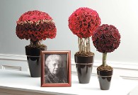 Three Rose Topiaries