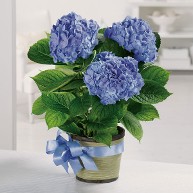 Baby Boy Heavenly Hydrangea