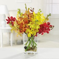 Assorted Orchids in Cube Vase