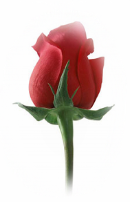 Red Rose Red Rose