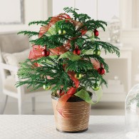 Holiday Decorative Pine Tree Holiday Decorative Pine Tree