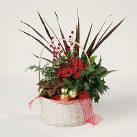 Holiday Plant Garden Holiday Plant Garden